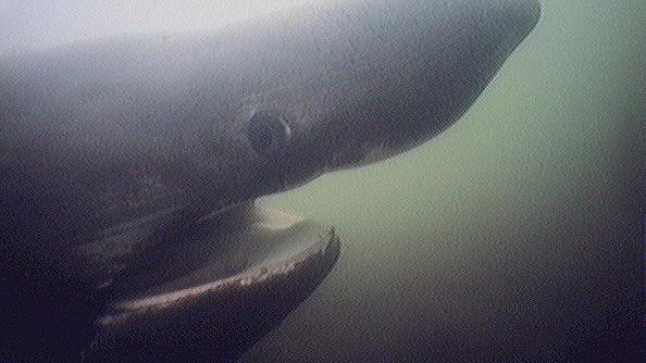 Le requin pèlerin (Cetorhinus maximus)