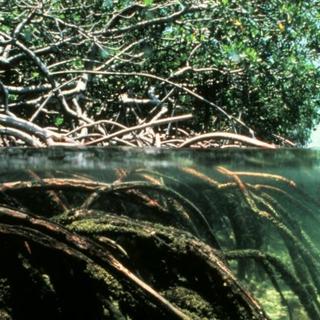 Des mangroves