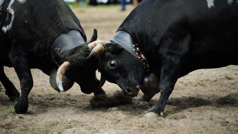 Combat de reines "Foire du Valais" 2021