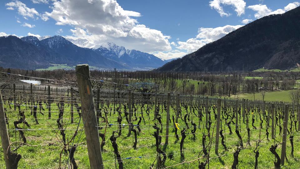 Une année à la vigne: les domaines du possible - Printemps 2-4