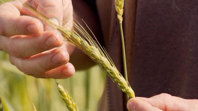 Le gluten est un ensemble de protéines qui se retrouvent dans le blé, le seigle et l'orge. [RTS]