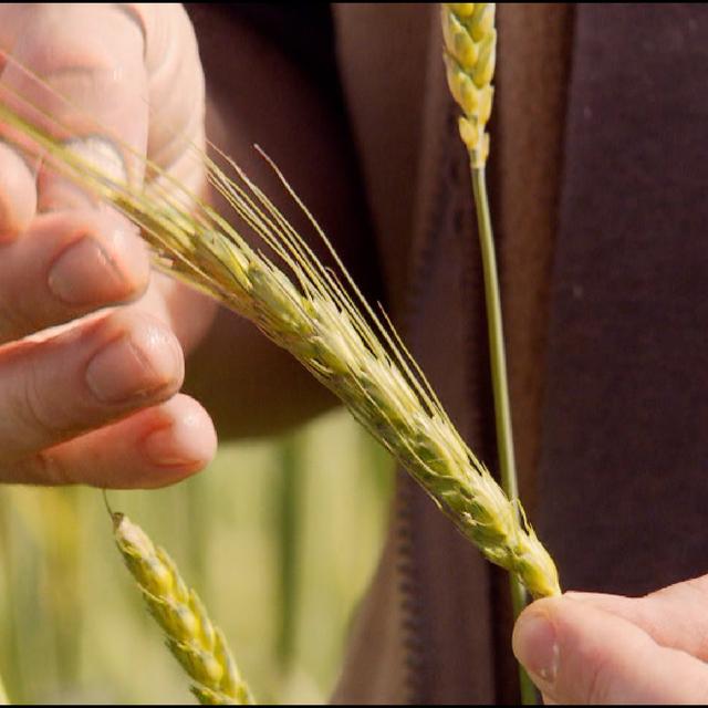 Le gluten est un ensemble de protéines qui se retrouvent dans le blé, le seigle et l'orge. [RTS]