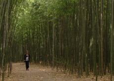 Une forêt de bambou