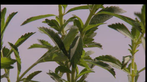 La plante de Stevia