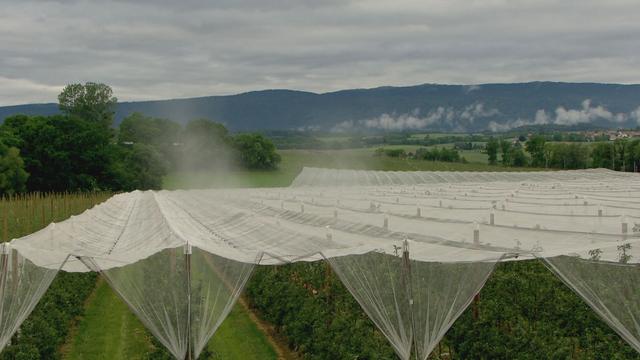 2016. A bon entendeur. Les pommes: un cocktail de pesticides? [RTS - pc]