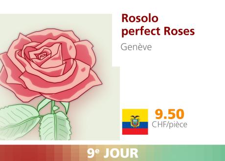 Rosolo perfect Roses. [RTS]