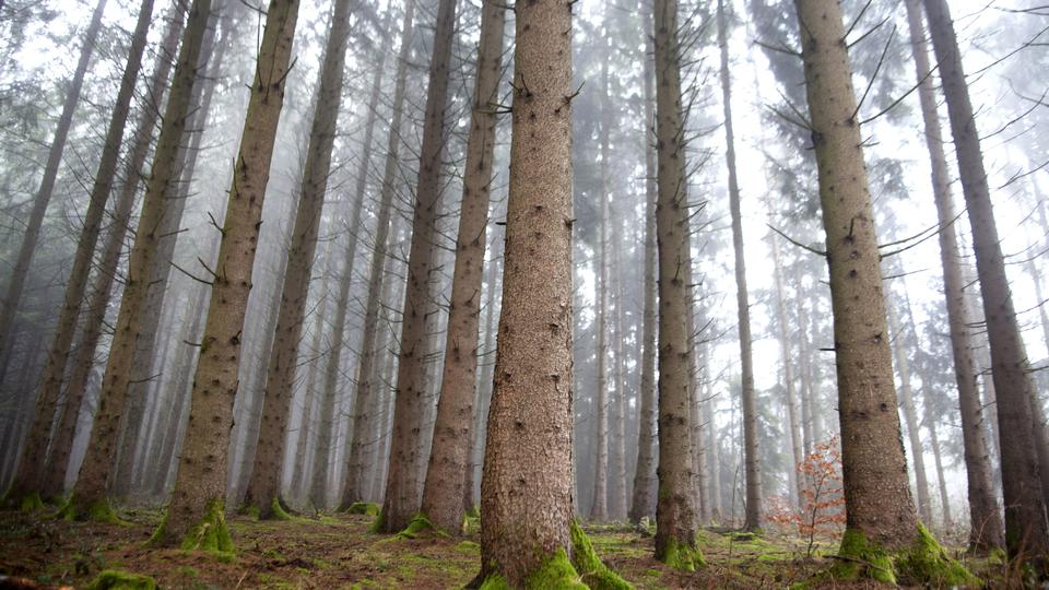 Forêts suisses, la gueule de bois ? [CHRISTIN Philippe]