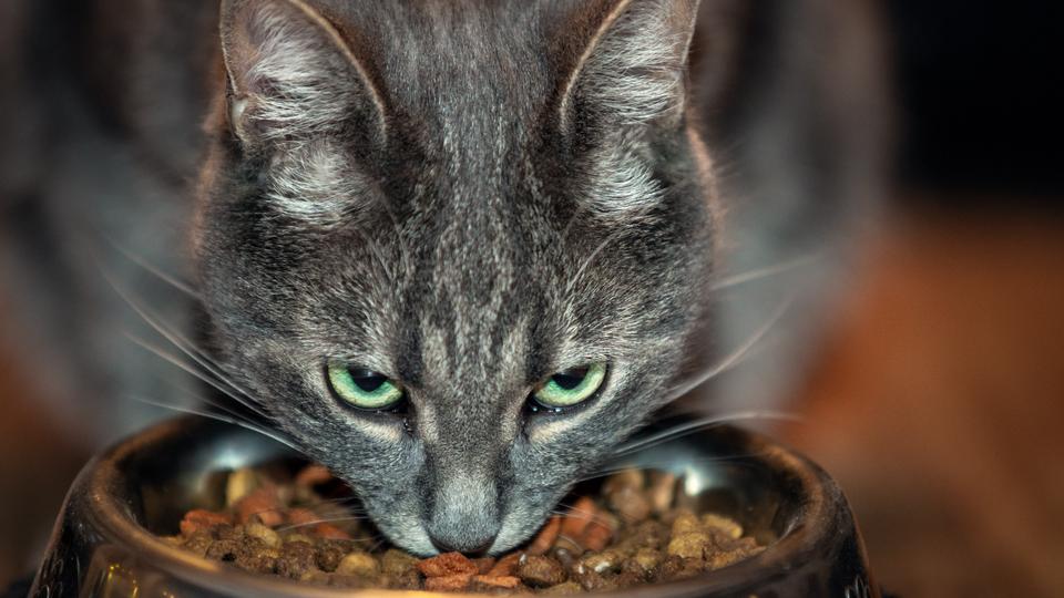 Comment nourrir mon chat ?