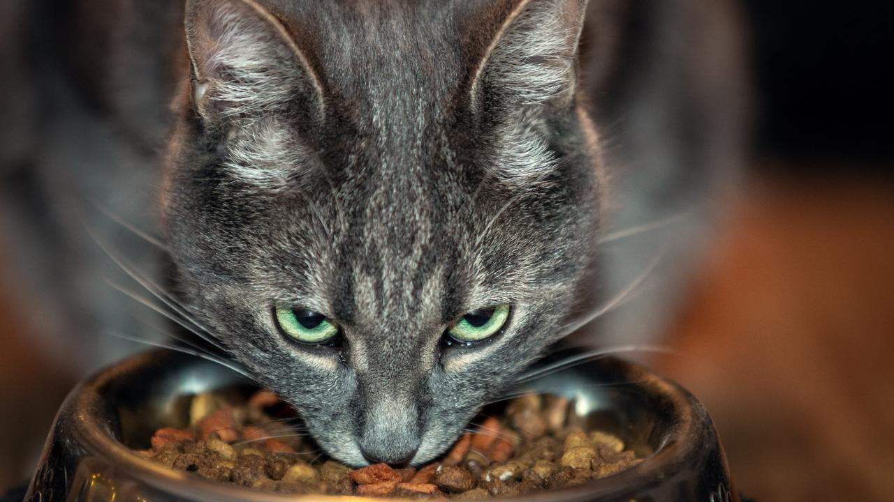 Comment nourrir son chat naturellement ?