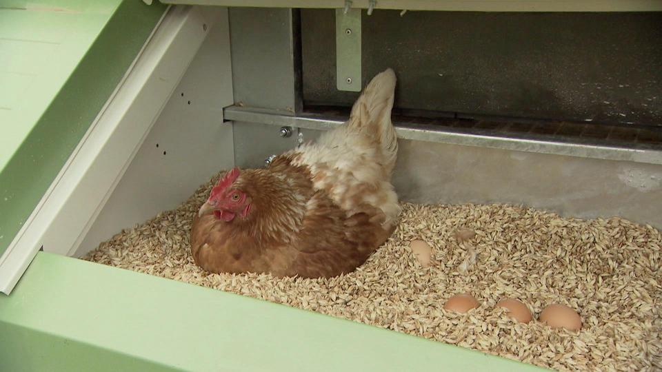 Bio, la poule aux œufs d’or.