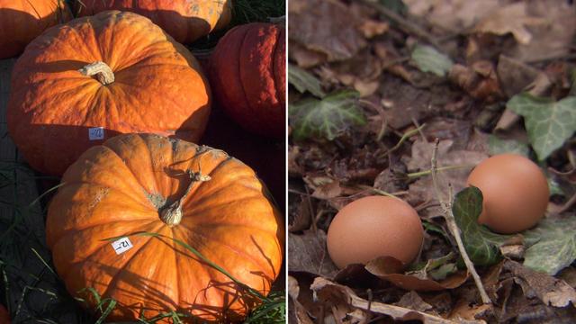 Opérés dans dix-neuf jardins de Suisse romande, des prélèvements d’œufs et de courges ont mis au jour cinq échantillons problématiques dans lesquels se trouvaient des concentrations plus ou moins importantes de dioxines.