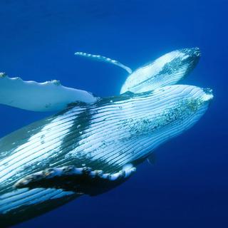 Géants des profondeurs, les baleines à bosse. [RTS/Ralf Kiefner]