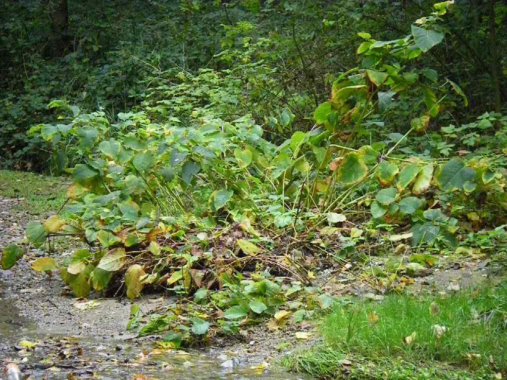 Renouée adulte en bord de rivière. [RTS - Isabelle Gendre]