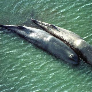 Baleines échouées sur une plage de Roem, île danoise de la Mer du Nord. [Volker Frenzel.]
