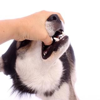 Il est important de veiller à la bonne santé de la dentition de son animal. [fotowebbox]