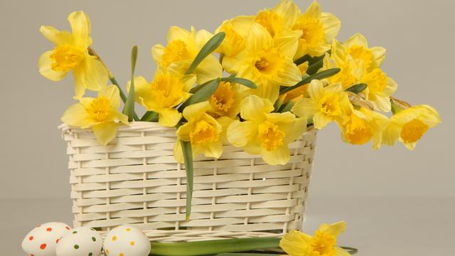 Un beau bouquet de jonquilles pour Pâques. [Foxy_A]