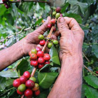Cueillette du café en Colombie. [Rodrigo Arangua.]