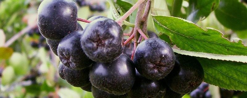 Fruits d'Aronia. [CC BY SA (Wikipédia)]