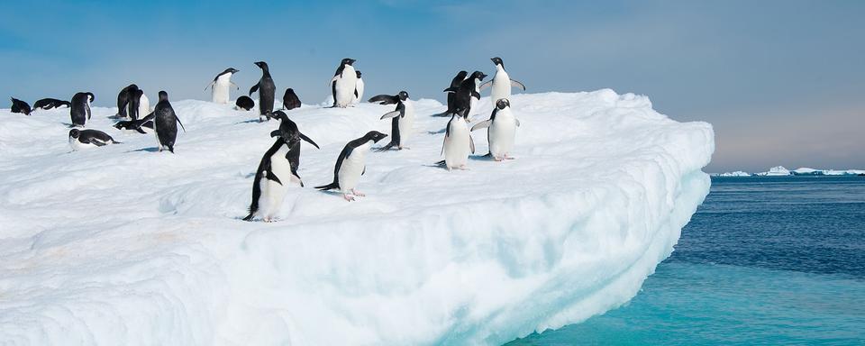 La faune et la flore de l'Antarctique sont régis par des lois très strictes. [axily]