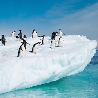 La faune et la flore de l'Antarctique sont régis par des lois très strictes. [axily]