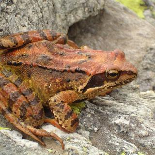 Grenouille rousse femelle. [CC BY SA - Simon Eugster]