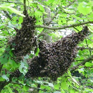 Essaim d'abeilles dans un arbre. [CC BY SA - F5ZV]