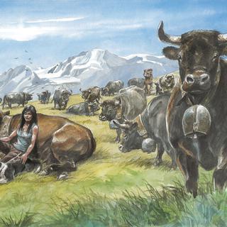 La vache d'Hérens, vue par le dessinateur Derib. [Médiathèque du Valais - Derib]