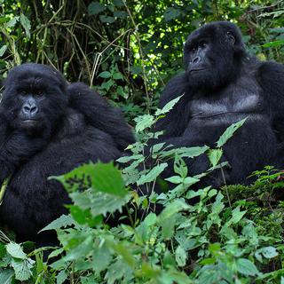 Gorilles du Rwanda. [Ivan Lieman]