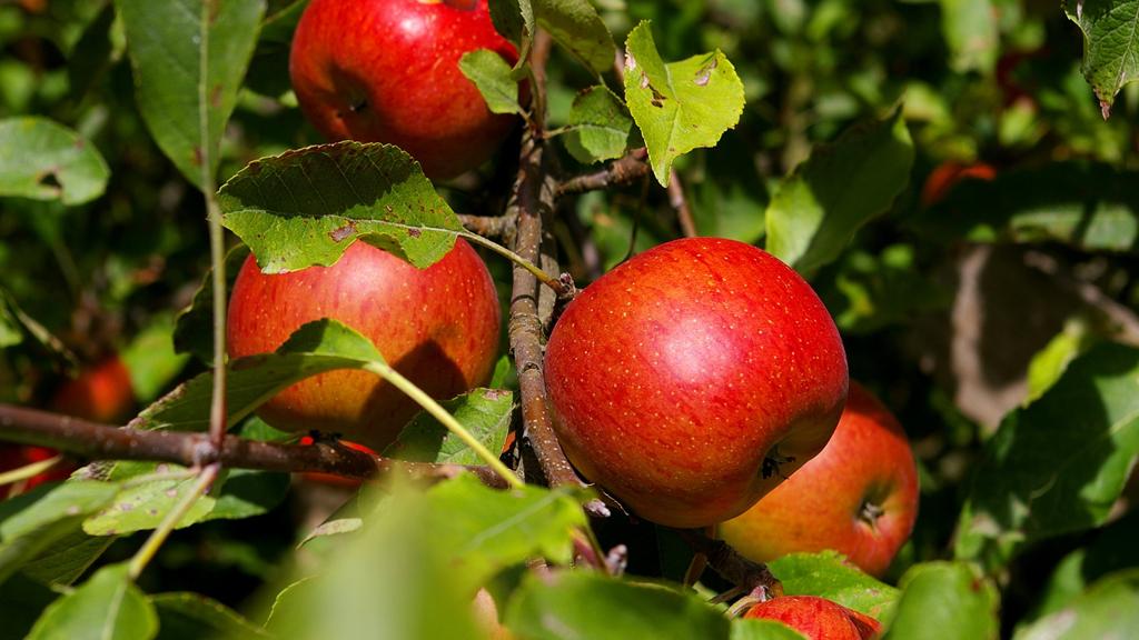 Le génie génétique vert, une thématique abordée par l'Académie Suisse des Sciences Naturelles, permet notamment de produire des pommes résistantes à certaines maladies. [Fotolia - frédéric georgel]