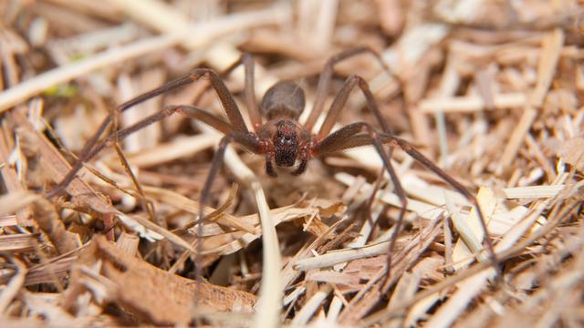 "Loxosceles reclusa" est une espèce d'araignées, aussi nommée Recluse brune ou araignée violoniste. [Fotolia - pimmimemom]
