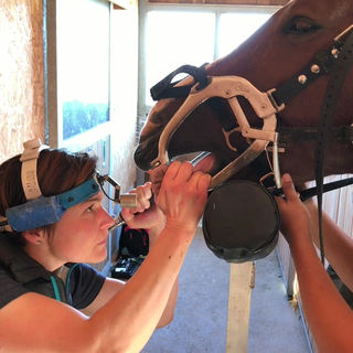 La vétérinaire équin Fanny Berruex vérifiant les dents d'un cheval. [RTS - Yves-Alain Cornu]