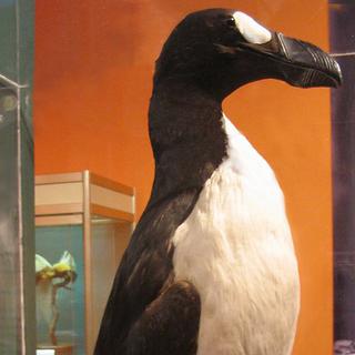 Grand Pingouin. [Wikimedia / Creative Commons - Robert01]