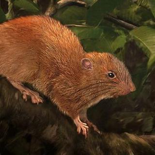 Une illustration d'artiste de ce rat géant Uromys vika. [The Field Museum - Velizar Simeonovski]