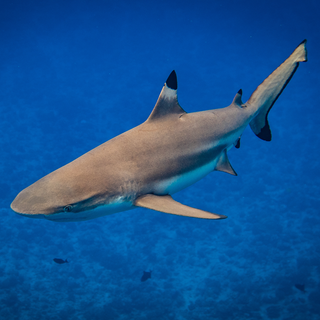 Reportage sur la durée de vie des requins avec Daniel Cherix. [Fotolia - Bastian]