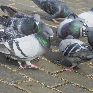 Des pigeons domestiques dans un square. [Fotolia - Vera Kuttelvaserova]