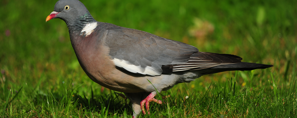 Un pigeon ramier. [Fotolia - Marc Toutain]