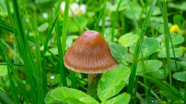 Un champignon hallucinogène, psylosybe. [Fotolia - balakleypb]