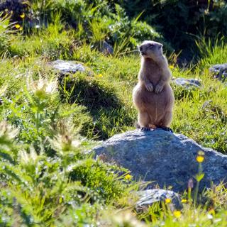 Une marmotte en Engadine. [Fotolia - Chris]