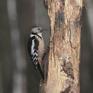 Un pic mar. [BirdLife - Werner Müller]