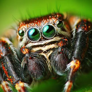 Araignée sauteuse mâle. [Wikimedia / Creative Commons - Lukas Jonaitis]