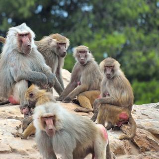 Les babouins vivent en groupes hiérarchisés. 
Pietro D'Antonio
Fotolia [fotolia - Pietro D'Antonio]