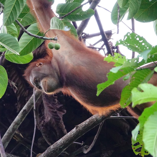 Orang outan à Bornéo. [RTS - François Turrian]