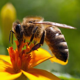 Une abeille qui butine. [fotolia - gotoole]