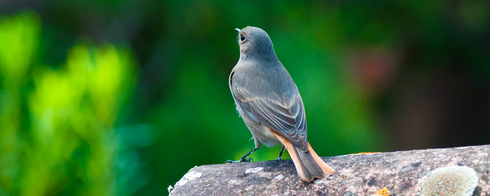 L’ambiance sonore de ce matin nous fait découvrir le chant du rougequeue noir
On le rencontre toujours à haute altitude, mais aujourd’hui, il s’est habitué à nos agglomérations. C’est un matinal qui chante dès 4h du matin en mai et en juin. Il aime être posté sur une cheminée ou le faîte du toit car cela lui permet de voir, puis de chasser les insectes à même le sol. Son chant donne l’impression de rester croché dans sa gorge. Il fait penser au son du verre pilé ou du papier de verre. On dirait le ramoneur du quartier. Le mâle est complètement noir, avec une bande un peu plus claire sur l’aile fermée et une queue un peu rousse qui apparait quand il s’envole. La femelle est d’un gris-brun, avec une queue un peu rousse. Si on installe un nichoir, il lui en faut un ouvert car il n’aime pas les cavités obscures, il aime la vue. Il lui faut aussi des terrains un peu nus comme un potager ou une place de graviers. [Fotolia - Bernard Girardin]