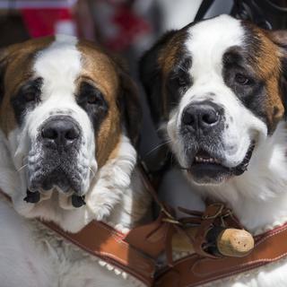 Deux chiens Saint-Bernard à Martigny. [KEYSTONE - Cyril Zingaro]