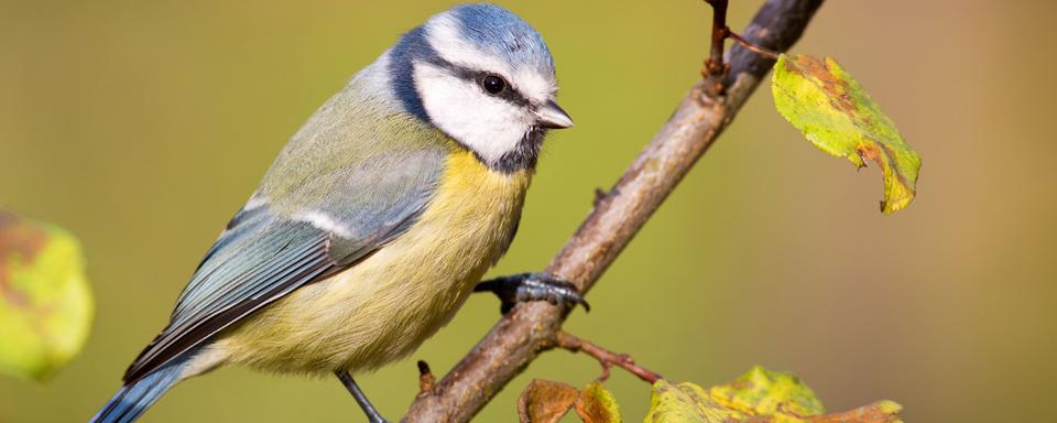 La Mésange bleue (Cyanistes caeruleus) est une espèce de passereaux de la famille des paridés. [Fotolia - hfox]