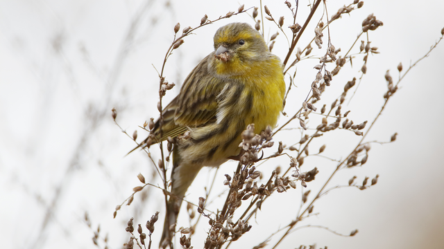 Un serin européen en Hollande. [Fotolia - Wilfred]