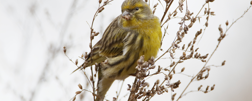 Un serin européen en Hollande. [Fotolia - Wilfred]