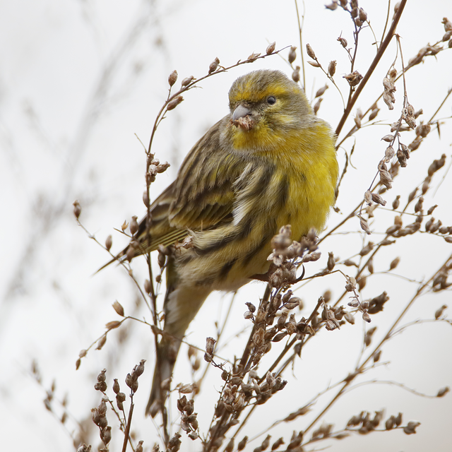 Un serin européen en Hollande. [Fotolia - Wilfred]