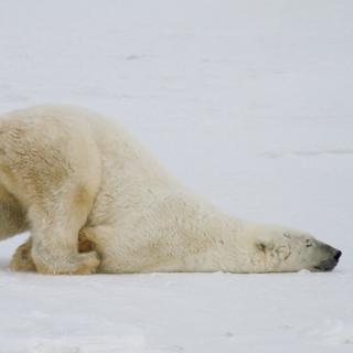 Daniel Cherix: quel avenir pour les ours polaires?. [Fotolia - sbthegreenman]